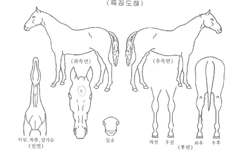 Å©·¹ÀÌÁö¼±ÀÇ Ãø¸é,¿ì¸é,µÞ¸é,µÎ»ó,´Ù¸®ÀÇ Æ¯Â¡µµÇØ