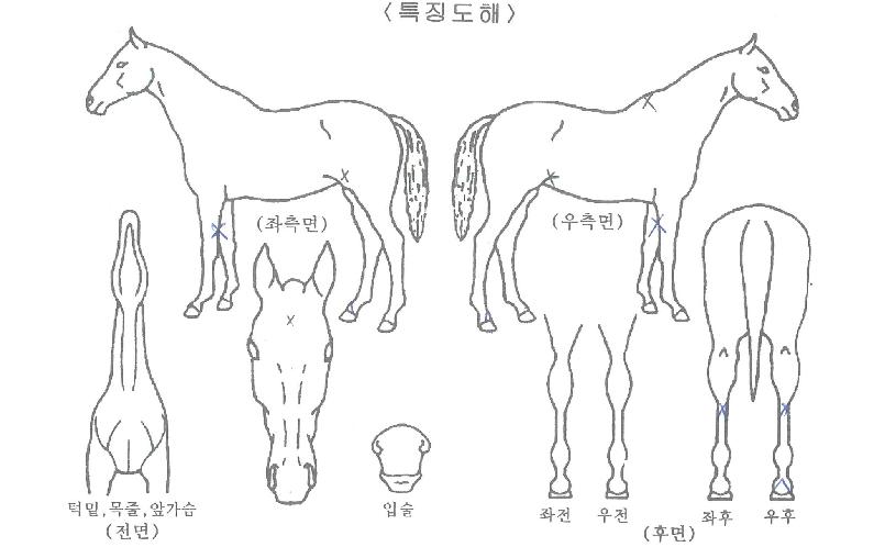 ����Ʈ�Ŀ��� ����,���,�޸�,�λ�,�ٸ��� Ư¡����