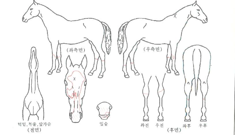 ÆòȽôëÀÇ Ãø¸é,¿ì¸é,µÞ¸é,µÎ»ó,´Ù¸®ÀÇ Æ¯Â¡µµÇØ