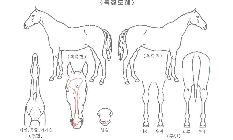 ¿¥Á¦À̽ºÅèÀÇ Ãø¸é,¿ì¸é,µÞ¸é,µÎ»ó,´Ù¸®ÀÇ Æ¯Â¡µµÇØ