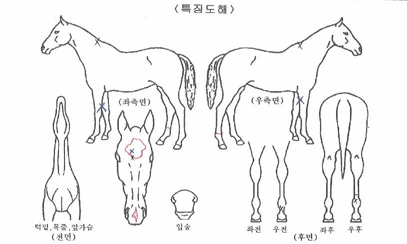 ·±´ø¾ÆÀÌÀÇ Ãø¸é,¿ì¸é,µÞ¸é,µÎ»ó,´Ù¸®ÀÇ Æ¯Â¡µµÇØ