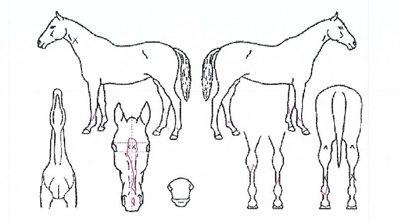 ¸ÚÁø°¡ÀÌÀÇ Ãø¸é,¿ì¸é,µÞ¸é,µÎ»ó,´Ù¸®ÀÇ Æ¯Â¡µµÇØ