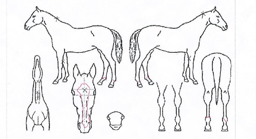 õ��Ĺ�� ����,���,�޸�,�λ�,�ٸ��� Ư¡����