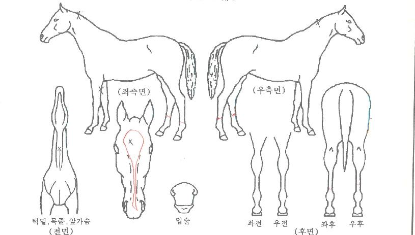 �Ƹ�������Ʈ�ڸ��� ����,���,�޸�,�λ�,�ٸ��� Ư¡����