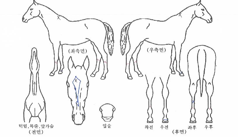 ���︶���� ����,���,�޸�,�λ�,�ٸ��� Ư¡����