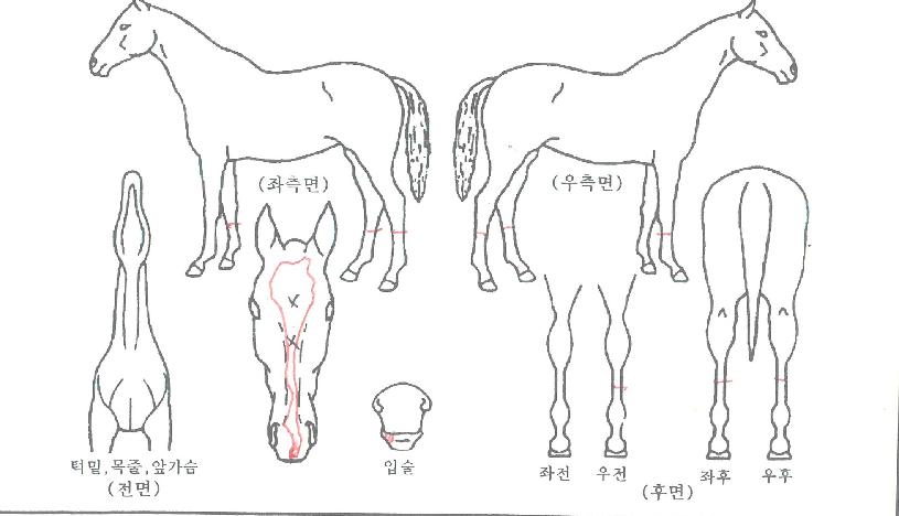 Ȧ���帮���� ����,���,�޸�,�λ�,�ٸ��� Ư¡����