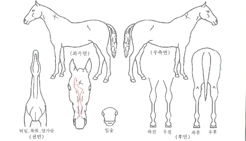 �η��극���ڸ��� ����,���,�޸�,�λ�,�ٸ��� Ư¡����