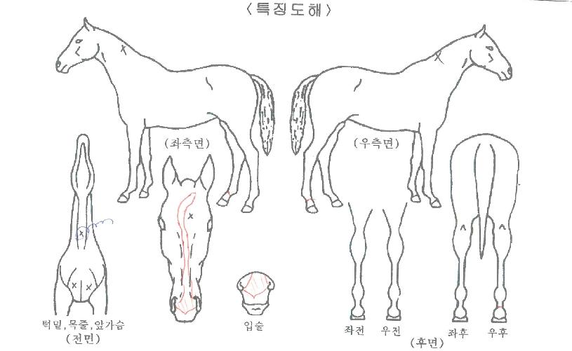 �������߾��� ����,���,�޸�,�λ�,�ٸ��� Ư¡����