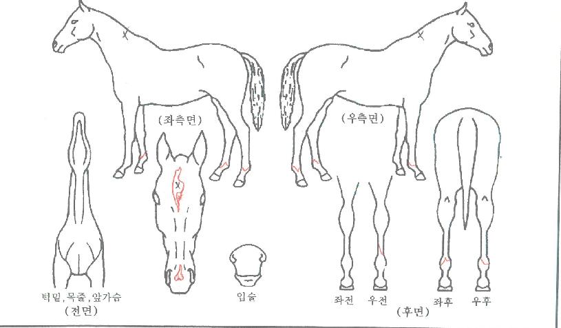 ÄÉÀÌ¿£Æ¯±ÞÀÇ Ãø¸é,¿ì¸é,µÞ¸é,µÎ»ó,´Ù¸®ÀÇ Æ¯Â¡µµÇØ