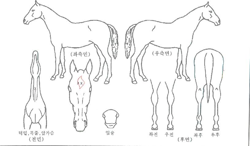 ��ī�̸���� ����,���,�޸�,�λ�,�ٸ��� Ư¡����