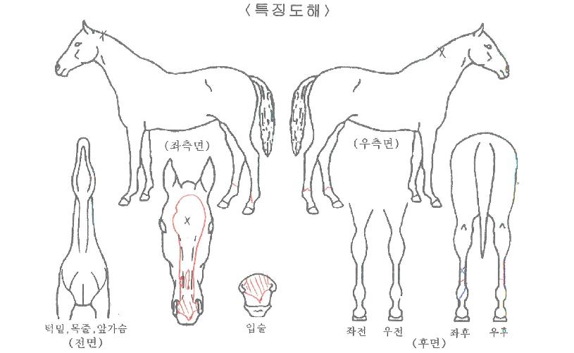 »ï»óÀÇ Ãø¸é,¿ì¸é,µÞ¸é,µÎ»ó,´Ù¸®ÀÇ Æ¯Â¡µµÇØ