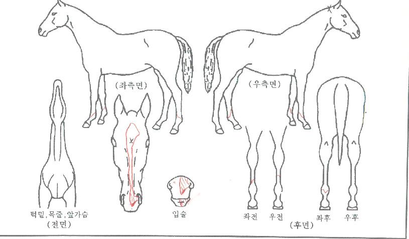 ÆÖ½ÃÁîÇÁ¸°¼¼½ºÀÚ¸¶ÀÇ Ãø¸é,¿ì¸é,µÞ¸é,µÎ»ó,´Ù¸®ÀÇ Æ¯Â¡µµÇØ