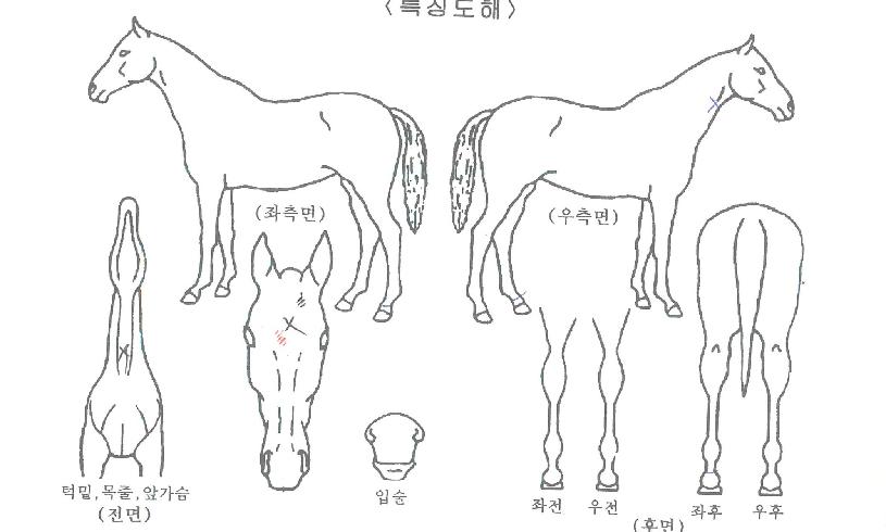 �̽�Ʈ����Ʈ�� ����,���,�޸�,�λ�,�ٸ��� Ư¡����