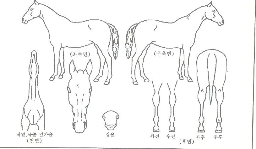 ¿µ¿øÆÄ¿öÀÇ Ãø¸é,¿ì¸é,µÞ¸é,µÎ»ó,´Ù¸®ÀÇ Æ¯Â¡µµÇØ