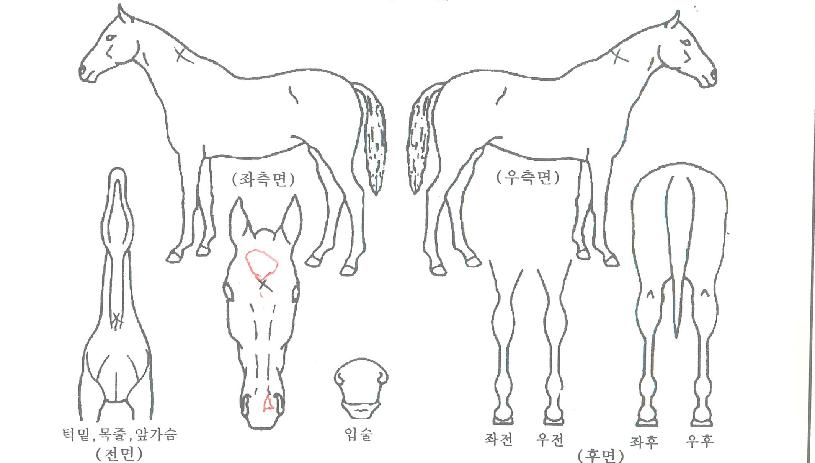 �������ڵ��� ����,���,�޸�,�λ�,�ٸ��� Ư¡����