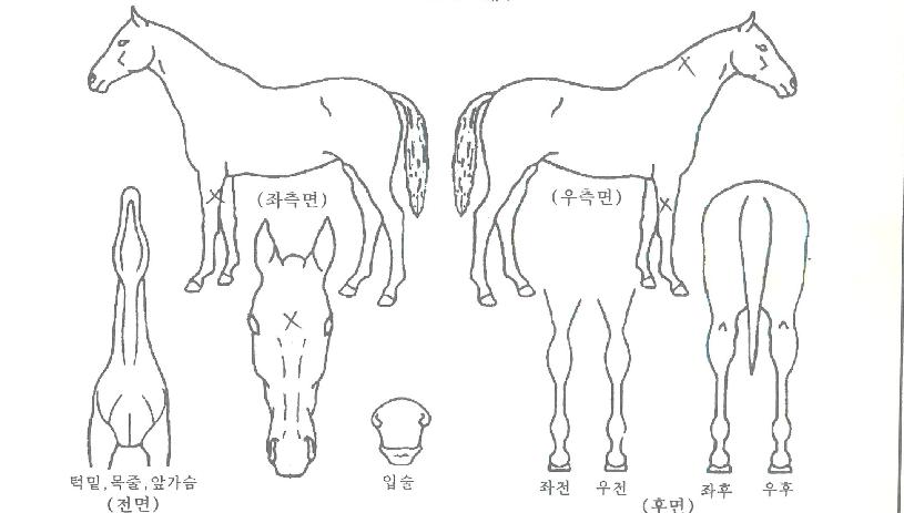 ����ǼҸ��� ����,���,�޸�,�λ�,�ٸ��� Ư¡����