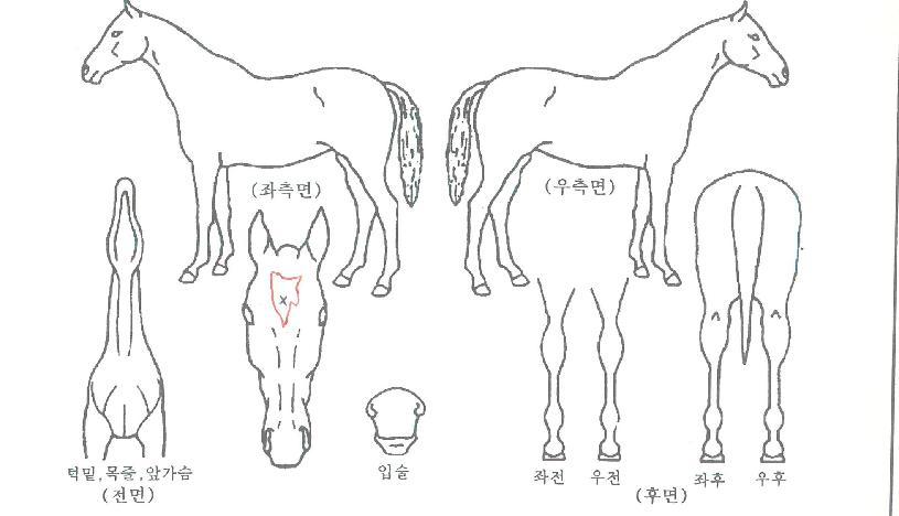 ��ū��Ÿ���� ����,���,�޸�,�λ�,�ٸ��� Ư¡����