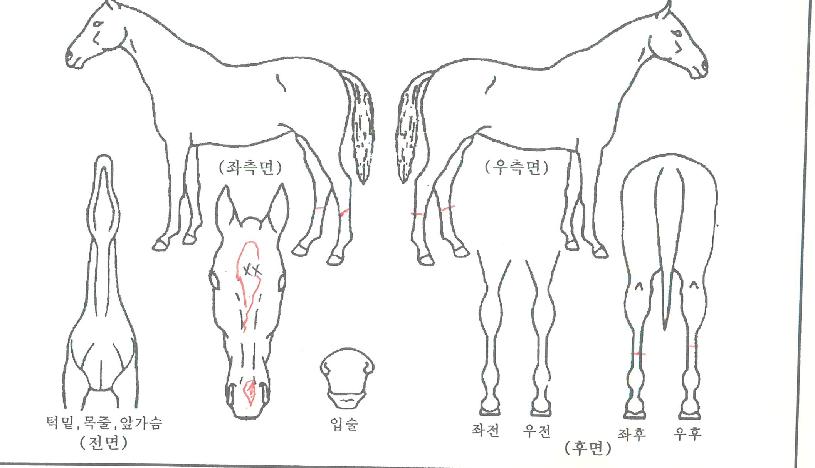 Áö»ó¿©Á¦ÀÚ¸¶ÀÇ Ãø¸é,¿ì¸é,µÞ¸é,µÎ»ó,´Ù¸®ÀÇ Æ¯Â¡µµÇØ