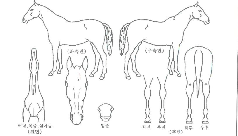 �������ڸ��� ����,���,�޸�,�λ�,�ٸ��� Ư¡����