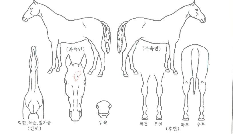 ·¹ÀÌ´õÀÇ Ãø¸é,¿ì¸é,µÞ¸é,µÎ»ó,´Ù¸®ÀÇ Æ¯Â¡µµÇØ