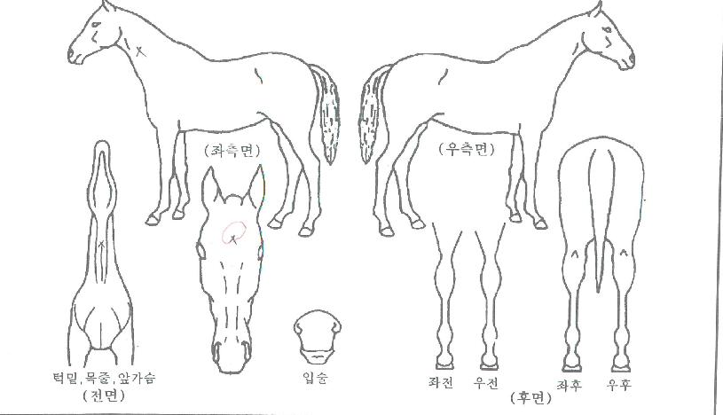 ½´ÆÛ¹öµåÀÇ Ãø¸é,¿ì¸é,µÞ¸é,µÎ»ó,´Ù¸®ÀÇ Æ¯Â¡µµÇØ