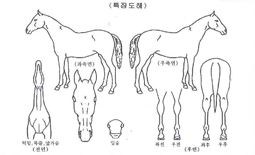 ��ȣ���� ����,���,�޸�,�λ�,�ٸ��� Ư¡����