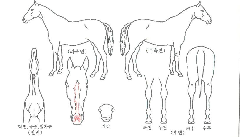 �������� ����,���,�޸�,�λ�,�ٸ��� Ư¡����