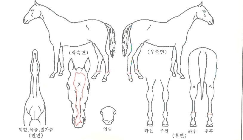 ������Ƽ�� ����,���,�޸�,�λ�,�ٸ��� Ư¡����