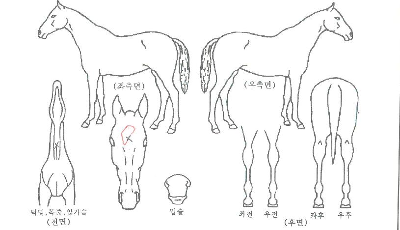 ¾î¸Ç´Ù³ì½ºÀÚ¸¶ÀÇ Ãø¸é,¿ì¸é,µÞ¸é,µÎ»ó,´Ù¸®ÀÇ Æ¯Â¡µµÇØ