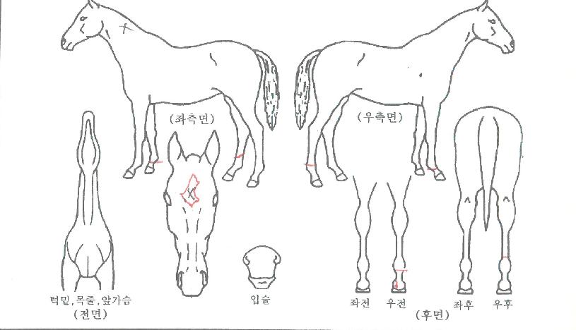 ���ο���Ǯ�� ����,���,�޸�,�λ�,�ٸ��� Ư¡����