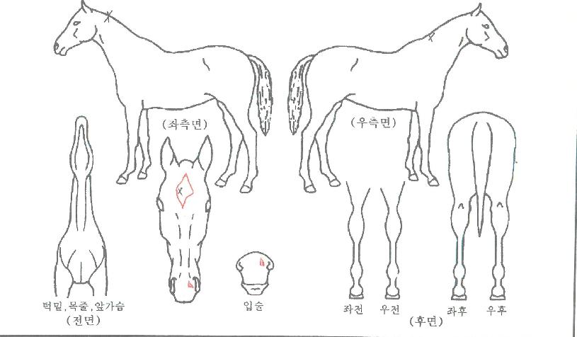 ������� ����,���,�޸�,�λ�,�ٸ��� Ư¡����