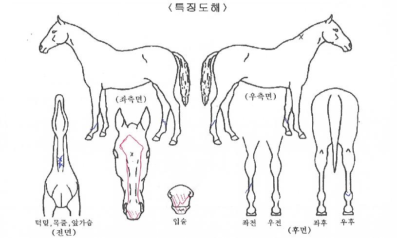 �мǵ��м��� ����,���,�޸�,�λ�,�ٸ��� Ư¡����