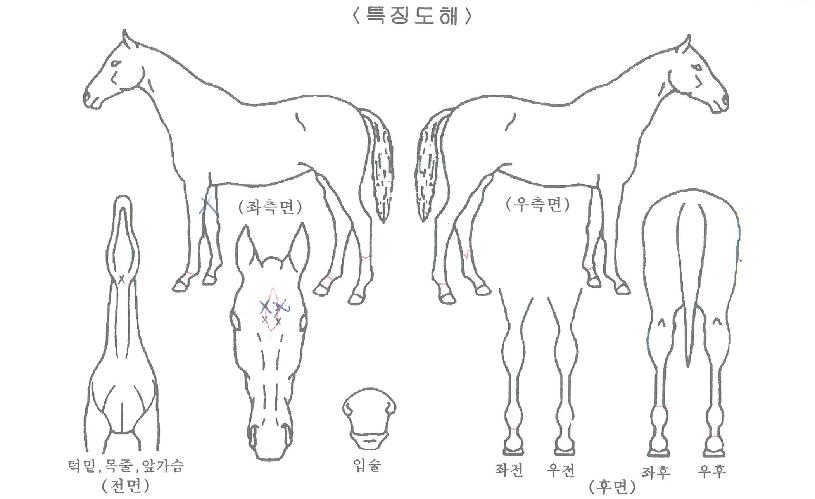 ���ִ���� ����,���,�޸�,�λ�,�ٸ��� Ư¡����