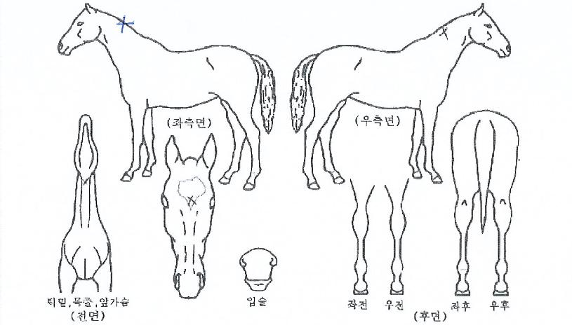 ±×·£µå½ºÅ¸ÀÇ Ãø¸é,¿ì¸é,µÞ¸é,µÎ»ó,´Ù¸®ÀÇ Æ¯Â¡µµÇØ