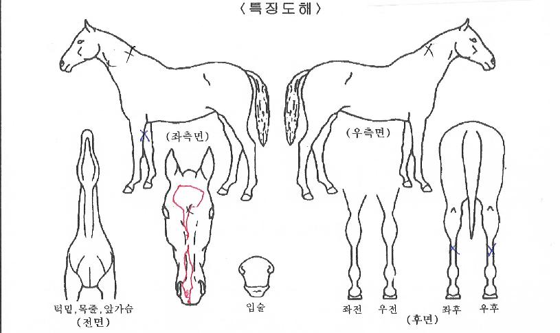 ¿¥Á¦ÀÌÄýÀÇ Ãø¸é,¿ì¸é,µÞ¸é,µÎ»ó,´Ù¸®ÀÇ Æ¯Â¡µµÇØ