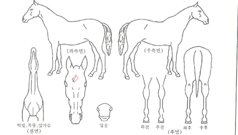 ���̵𷯺��� ����,���,�޸�,�λ�,�ٸ��� Ư¡����