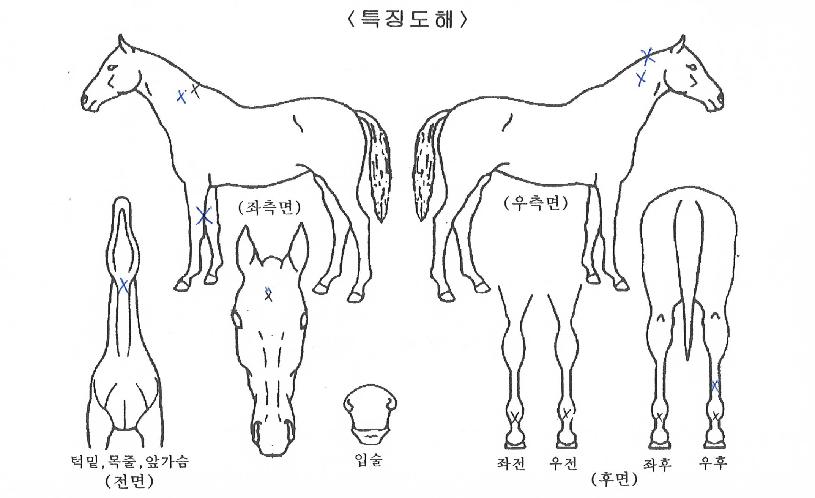 ������������ ����,���,�޸�,�λ�,�ٸ��� Ư¡����