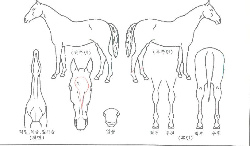 ��������ڸ��� ����,���,�޸�,�λ�,�ٸ��� Ư¡����