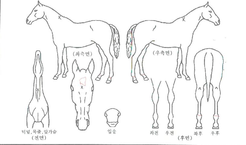 Æ÷Æ®½º¿øÀÇ Ãø¸é,¿ì¸é,µÞ¸é,µÎ»ó,´Ù¸®ÀÇ Æ¯Â¡µµÇØ