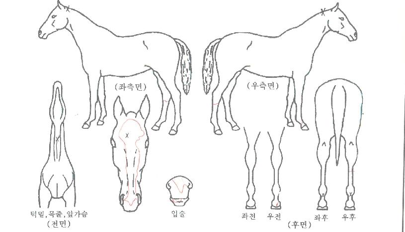 �׷���ķ���ڸ��� ����,���,�޸�,�λ�,�ٸ��� Ư¡����