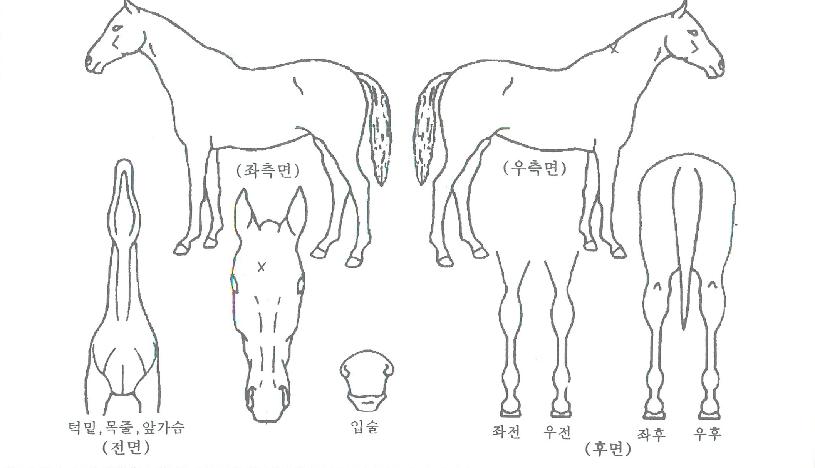 ¼±´õÈ£½ºÀÇ Ãø¸é,¿ì¸é,µÞ¸é,µÎ»ó,´Ù¸®ÀÇ Æ¯Â¡µµÇØ