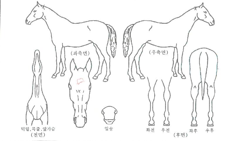 ¿ø´õÇ®¸®¾óƼÀÇ Ãø¸é,¿ì¸é,µÞ¸é,µÎ»ó,´Ù¸®ÀÇ Æ¯Â¡µµÇØ