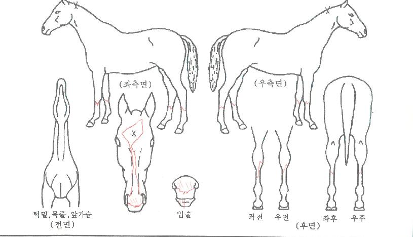 ����̺�ĸƾ�� ����,���,�޸�,�λ�,�ٸ��� Ư¡����