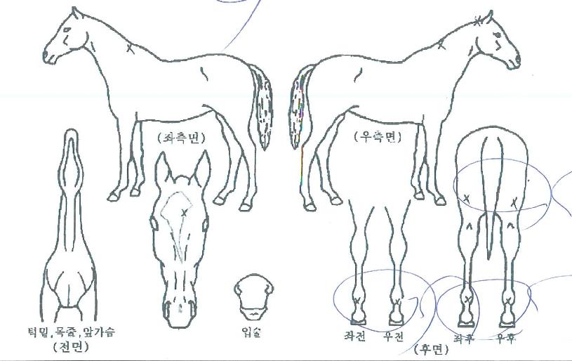 ¿µ¾Ø¸®Ä¡ÀÇ Ãø¸é,¿ì¸é,µÞ¸é,µÎ»ó,´Ù¸®ÀÇ Æ¯Â¡µµÇØ