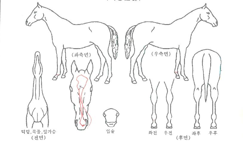 ¸ÞÀ̵¥ÀÌÀÇ Ãø¸é,¿ì¸é,µÞ¸é,µÎ»ó,´Ù¸®ÀÇ Æ¯Â¡µµÇØ