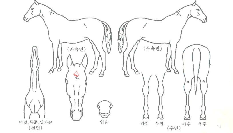 �ż����ȭ�ڸ��� ����,���,�޸�,�λ�,�ٸ��� Ư¡����