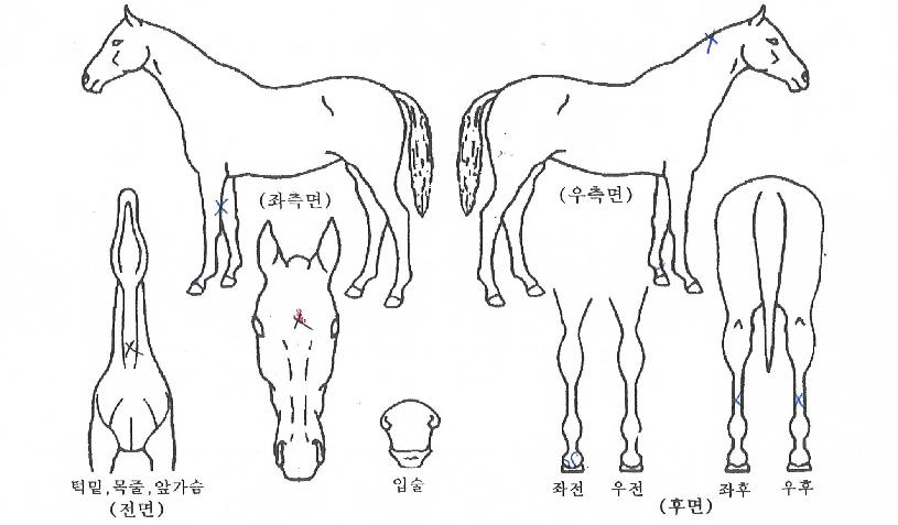 ±×¸°ÇʽºÅ¸ÀÇ Ãø¸é,¿ì¸é,µÞ¸é,µÎ»ó,´Ù¸®ÀÇ Æ¯Â¡µµÇØ