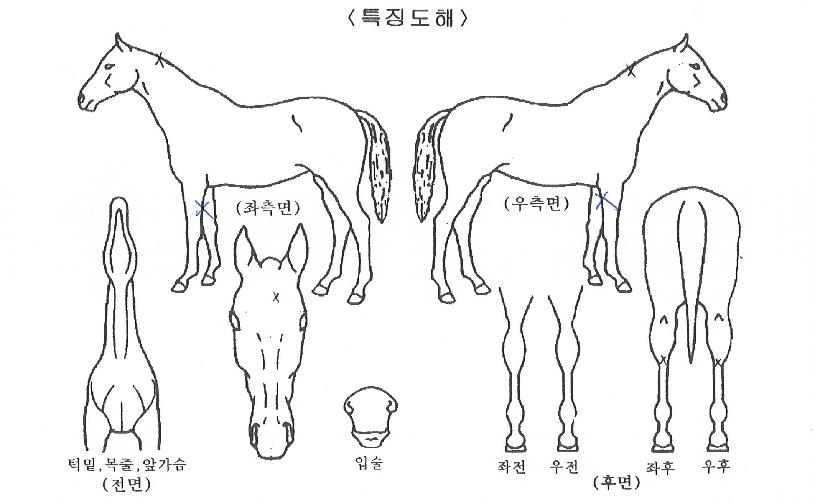 ������� ����,���,�޸�,�λ�,�ٸ��� Ư¡����