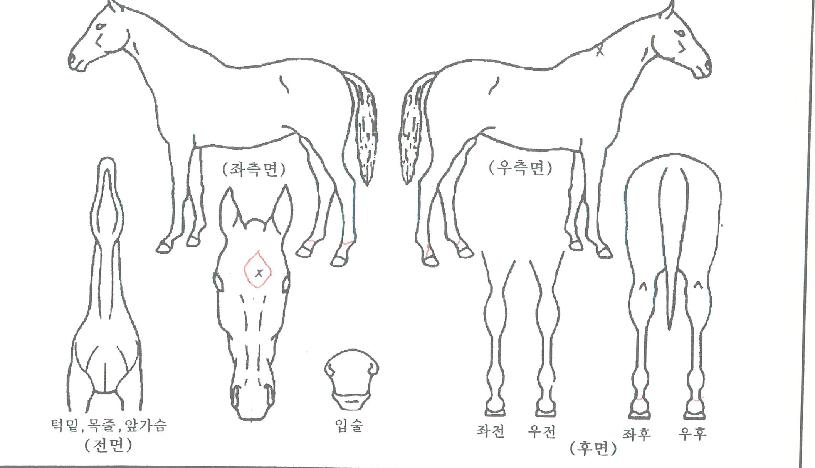 ����è���ڸ��� ����,���,�޸�,�λ�,�ٸ��� Ư¡����