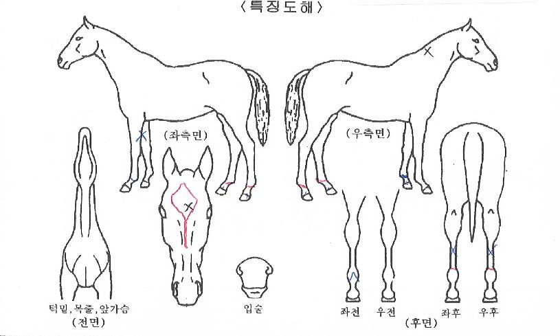 ºñ¹Ù·¹À̵ðÀÇ Ãø¸é,¿ì¸é,µÞ¸é,µÎ»ó,´Ù¸®ÀÇ Æ¯Â¡µµÇØ